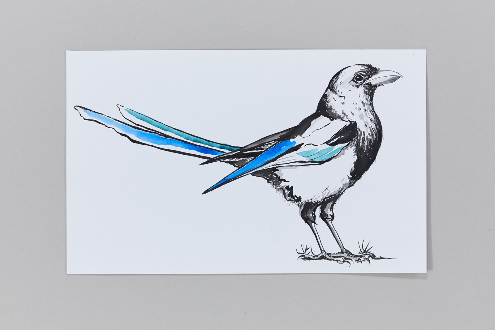 Magpie1