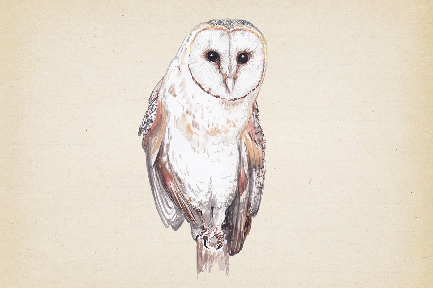 BarnOwl