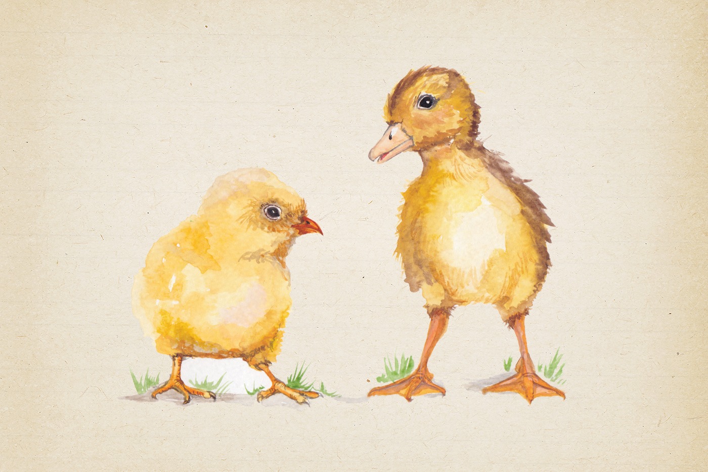 Chicks