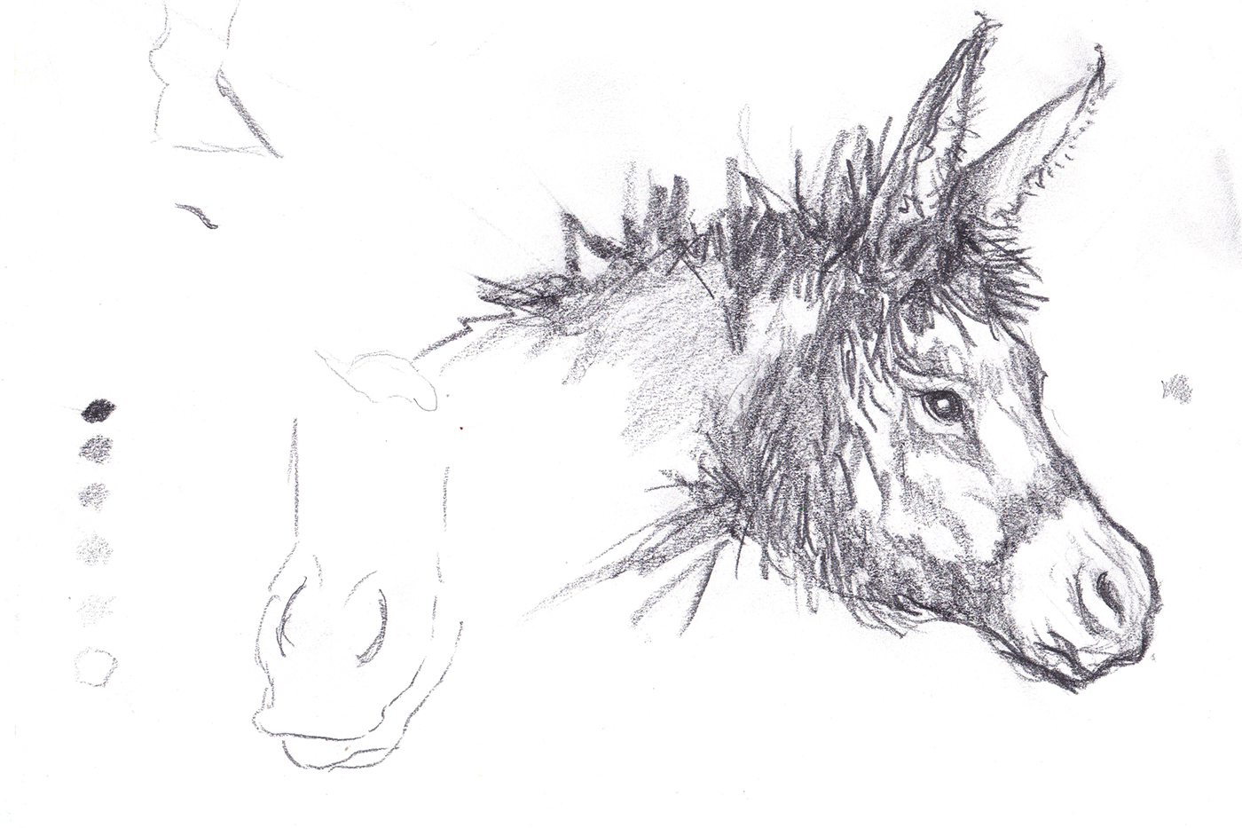 Donkey_Sketch