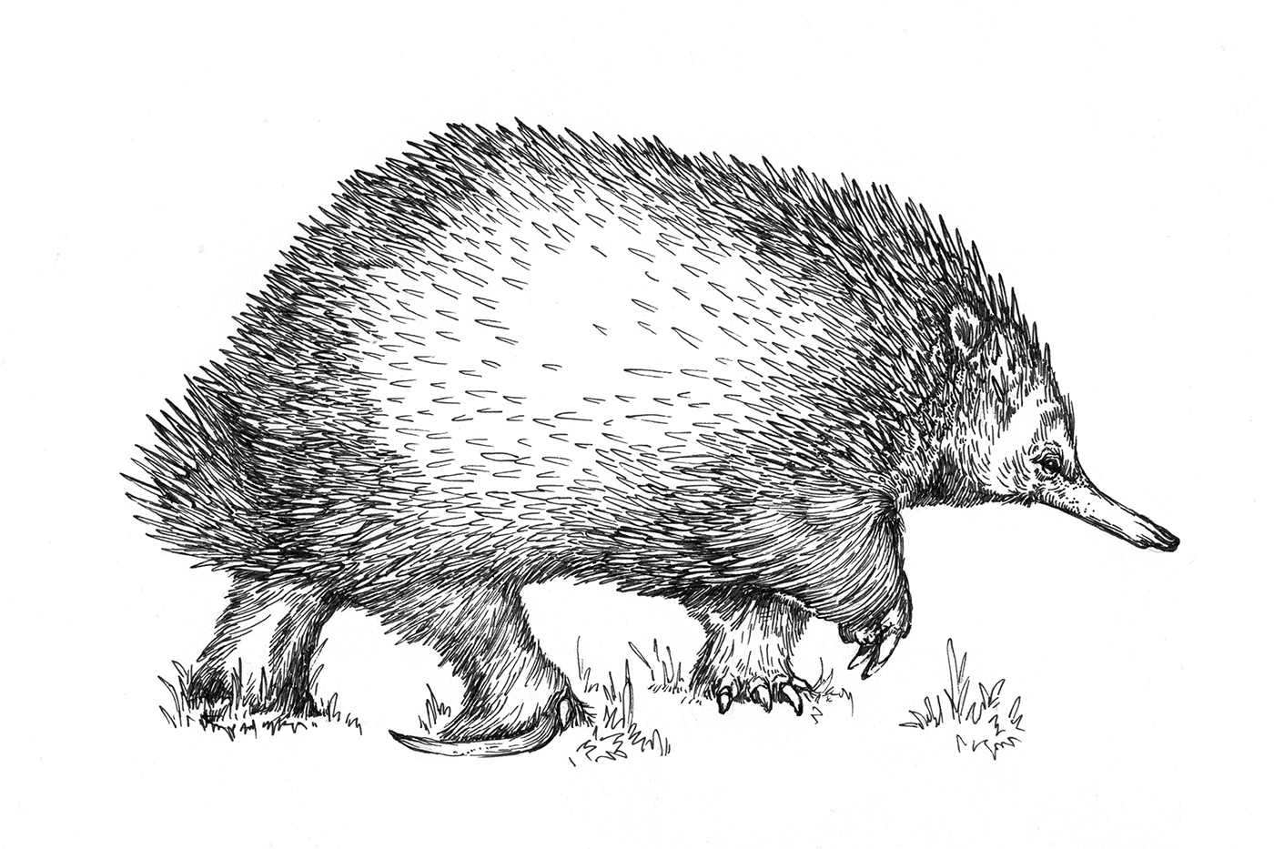 ECHIDNA