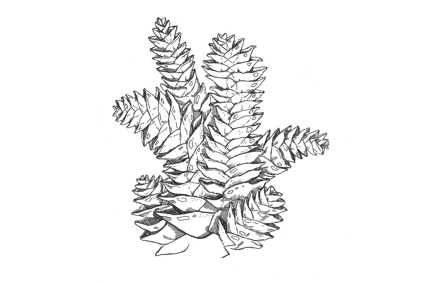 Fern2