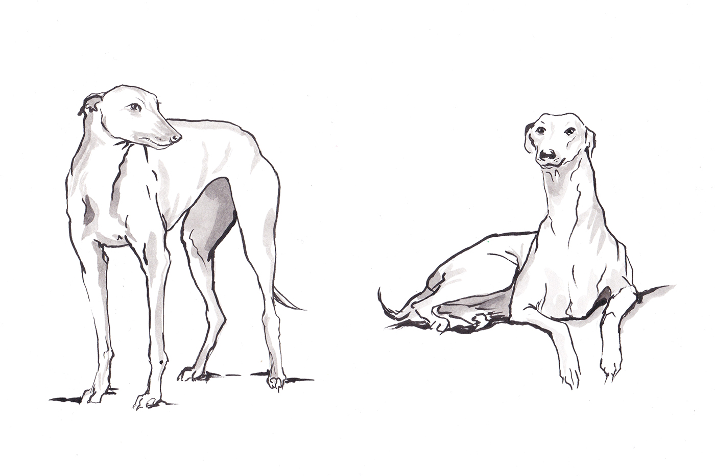 Greyhounds1