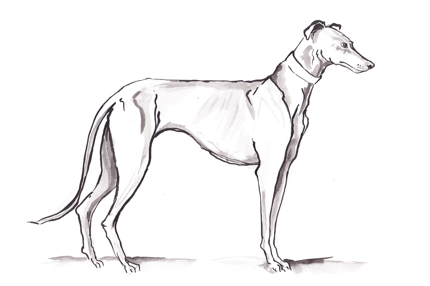 Greyhounds2