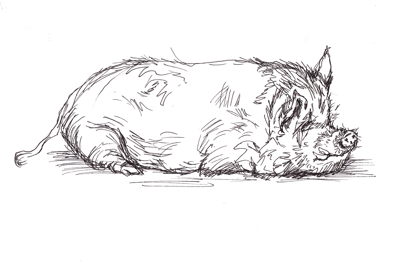 Pig_Sketch