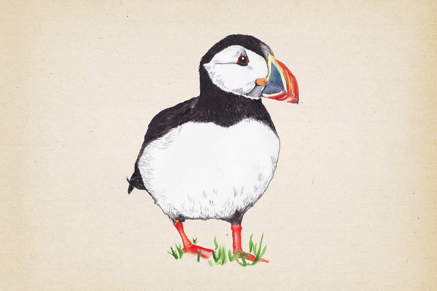 Puffin2