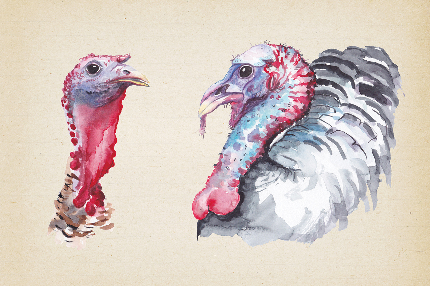 Turkeys