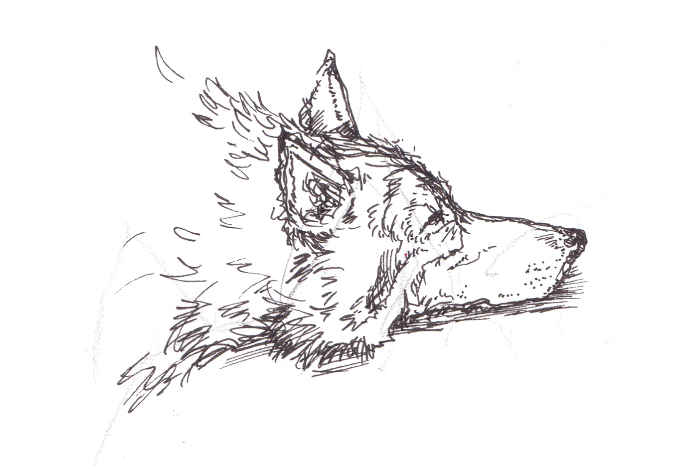 Wolf_Sketch